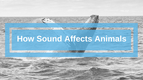 Sounds and Animals