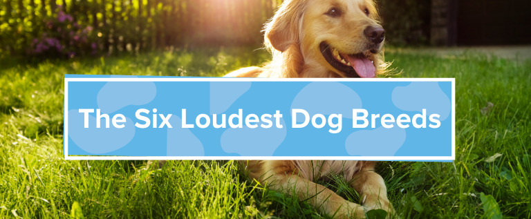 The 6 Loudest Dog Breeds