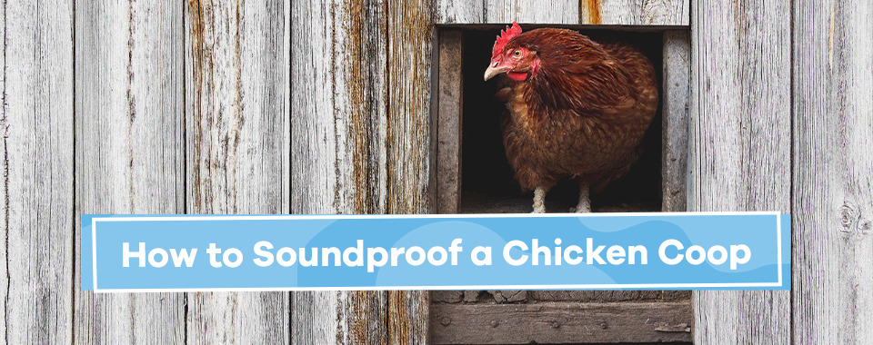 How to Soundproof a Chicken Coop