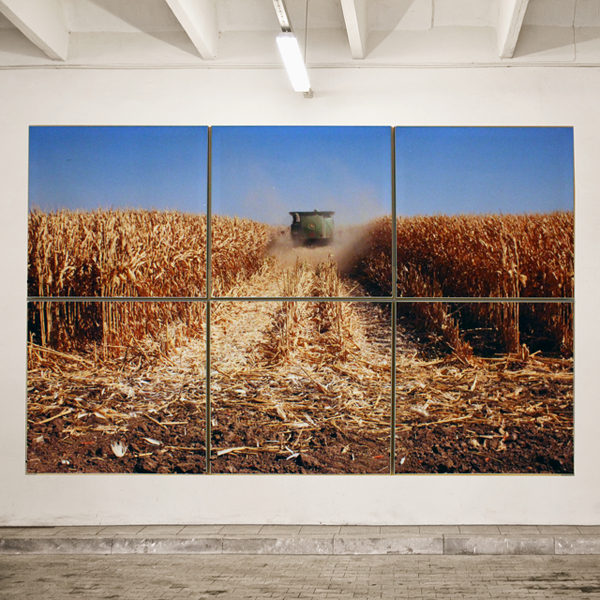 Adapt Acoustic Panel Corn Field