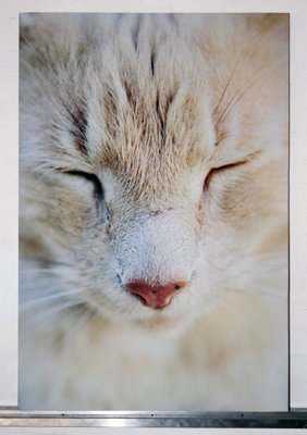 Art Acoustic Panel Cat Close Up